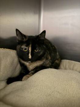 Domestic Short Hair Cats Available for Adoption - Beyonce | PetCurious