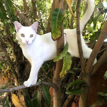 Domestic Short Hair Cats Available for Adoption - Nezumi | PetCurious