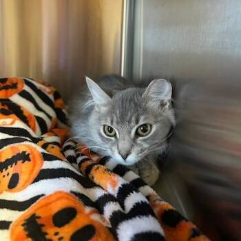 Tiki -  Domestic Medium Hair Cat for Adoption in Knoxville, Tennessee - Tiki | PetCurious