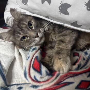 Domestic Long Hair Cats Available for Adoption in Buellton, California - Flora | PetCurious