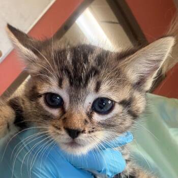 Empress -  Domestic Short Hair Cat for Adoption in Flagstaff, Arizona - Empress | PetCurious