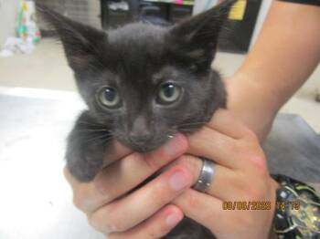 Jessi(674) -  Domestic Short Hair Cat for Adoption in Marietta, Georgia - Jessi(674) | PetCurious