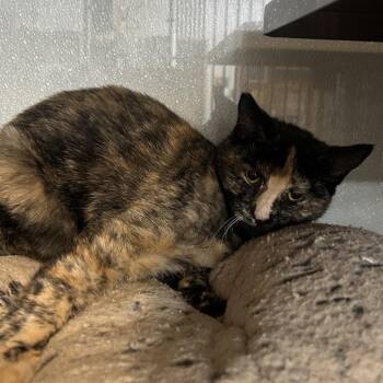 Domestic Short Hair Cats Available for Adoption in Richmond, California - PAIGE | PetCurious