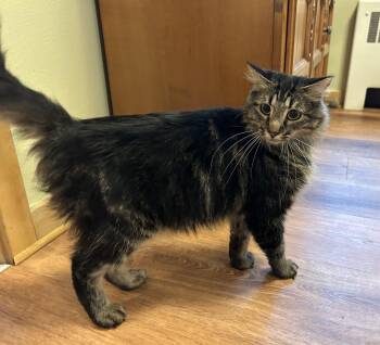 Rescue Domestic Long Hair Cats for Adoption in Stoughton, Wisconsin - Beef | PetCurious
