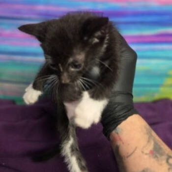 Rescue Domestic Short Hair Cats for Adoption in Fort Collins, Colorado - Poseidon | PetCurious