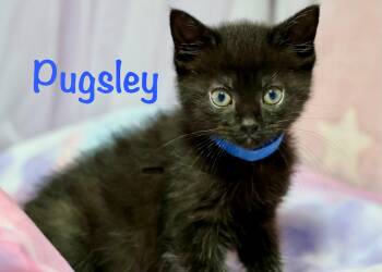 Pugsley -  Domestic Short Hair Cat for Adoption in Reston, Virginia - Pugsley | PetCurious