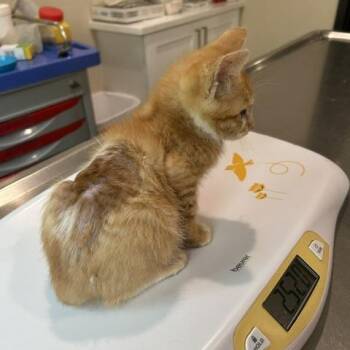 Patrick -  Domestic Short Hair Cat for Adoption in Cumming, Georgia - Patrick | PetCurious