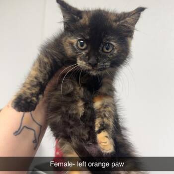 Left Orange Paw -  Domestic Medium Hair Cat for Adoption in Shelbyville, Illinois - Left Orange Paw | PetCurious