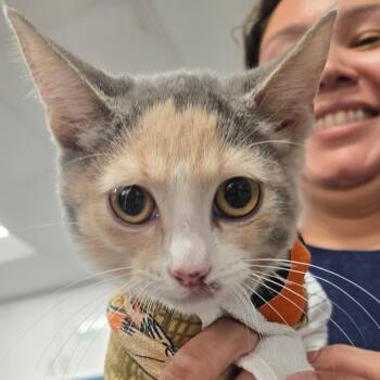 Watson -  Domestic Short Hair Cat for Adoption in Newark, New Jersey - Watson | PetCurious