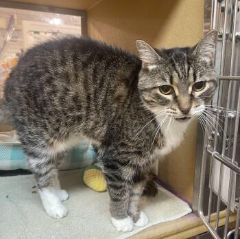 Lolita -  Domestic Short Hair Cat for Adoption in Hammond, Indiana - Lolita | PetCurious