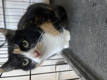 Rescue American Shorthair Cats for Adoption in Dayton, Tennessee - Bella | PetCurious