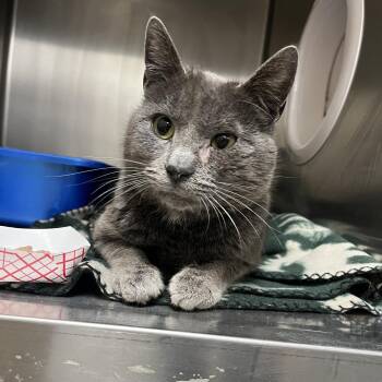 Domestic Short Hair Cats Available for Adoption - Argon | PetCurious