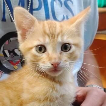 Fantasy Land 19 -  Domestic Short Hair Cat for Adoption in Austin, Texas - Fantasy Land 19 | PetCurious