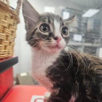 Kimchi -  Domestic Short Hair Cat for Adoption in Grantsville, Utah - Kimchi | PetCurious