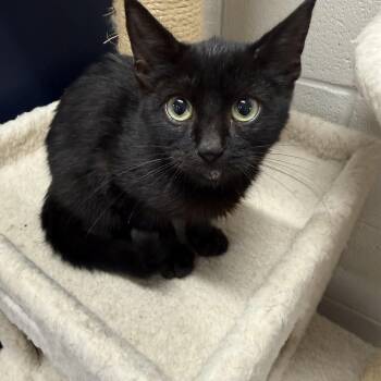 Doug -  Domestic Short Hair Cat for Adoption in Mount Pleasant, South Carolina - Doug | PetCurious
