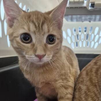 Andie Walsh -  Domestic Short Hair Cat for Adoption in Newark, New Jersey - Andie Walsh | PetCurious