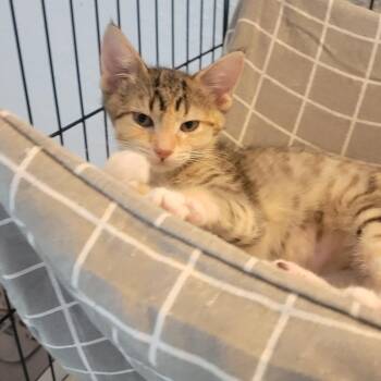 Leia -  Domestic Short Hair Cat for Adoption in Portage, Michigan - Leia | PetCurious