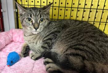Domestic Short Hair Cats Available for Adoption in St. Cloud, Florida - Florence | PetCurious