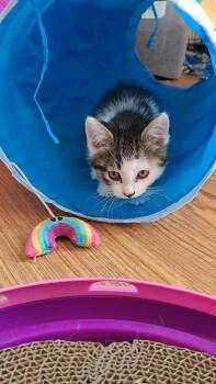 Alexia (26-099 C) -  Domestic Short Hair and Tabby Cat for Adoption in Lansing, Michigan - Alexia (26-099 C) | PetCurious