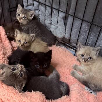 Blossom Crock -  Domestic Short Hair Cat for Adoption in Eagle Mountain, Utah - Blossom Crock | PetCurious