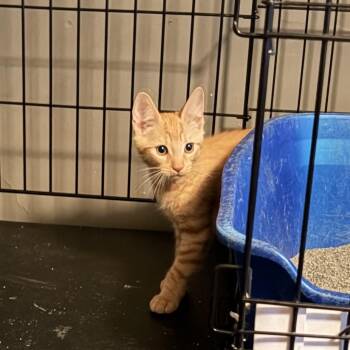 Rip -  Domestic Short Hair Cat for Adoption in East Amherst, New York - Rip | PetCurious