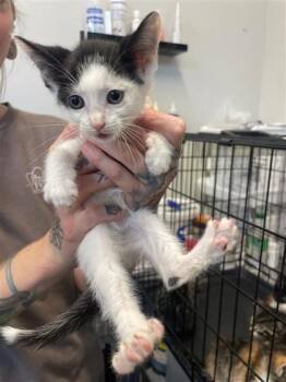 Gunter -  Domestic Short Hair Cat for Adoption in West Chester, Pennsylvania - Gunter | PetCurious