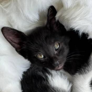 Domestic Short Hair Cats Available for Adoption - Sully | PetCurious