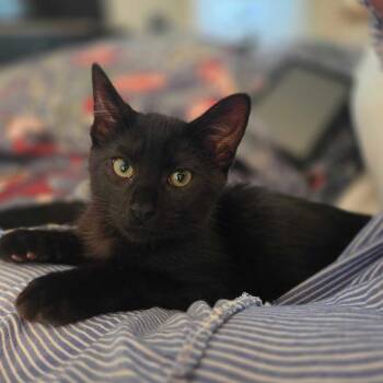 Obsidian -  Domestic Short Hair Cat for Adoption in Grantsville, Utah - Obsidian | PetCurious