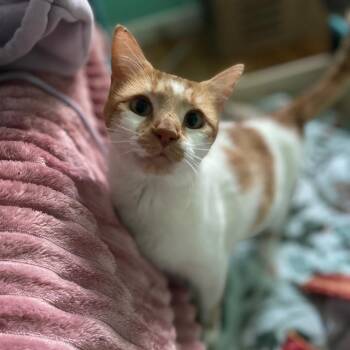 Domestic Short Hair Cats Available for Adoption in Lexington, Kentucky - Honey | PetCurious