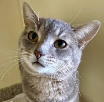 Tabby Cats Available for Adoption - JULES | PetCurious