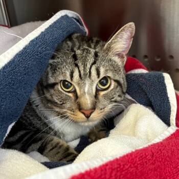 Rescue Domestic Short Hair Cats for Adoption in Lynchburg, Virginia - Shaggy | PetCurious