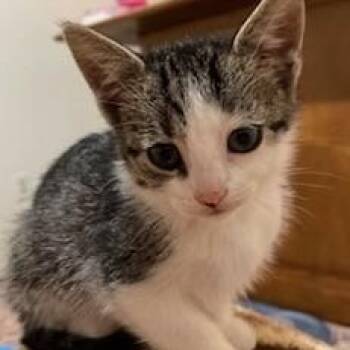 Kay -  Domestic Short Hair and Tabby Cat for Adoption in Germansville, Pennsylvania - Kay | PetCurious