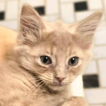 Benny -  Domestic Medium Hair Cat for Adoption in Evansville, Indiana - Benny | PetCurious