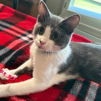 Sawyer Lumberton -  Tuxedo and Domestic Short Hair Cat for Adoption in Friendswood, Texas - Sawyer Lumberton | PetCurious