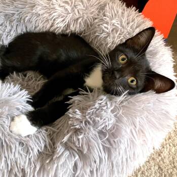 Rescue Domestic Short Hair Cats for Adoption in Apex, North Carolina - Ohana | PetCurious