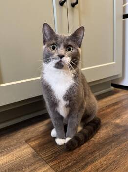 Domestic Short Hair Cats Available for Adoption - Vegas | PetCurious