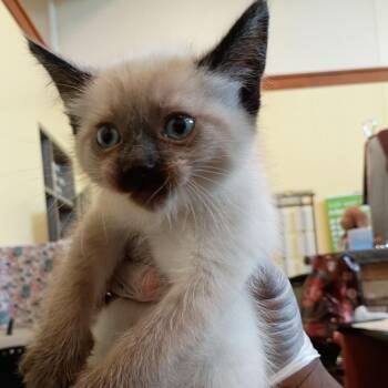 Wisdom -  Siamese Cat for Adoption in Lynchburg, Virginia - Wisdom | PetCurious