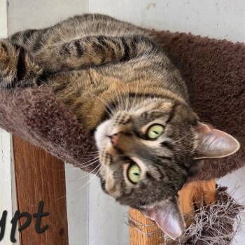 Domestic Short Hair Cats Available for Adoption in Waldorf, Maryland - Egypt | PetCurious