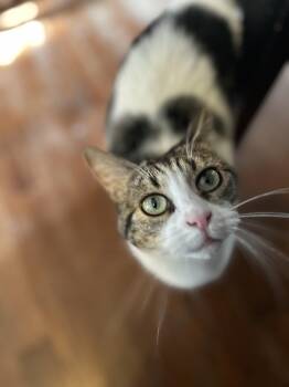 Domestic Short Hair and Tabby Cats Available for Adoption - Gia & Astrid | PetCurious