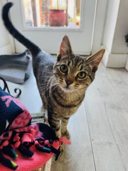 Domestic Short Hair Cats Available for Adoption - Cordelia  | PetCurious