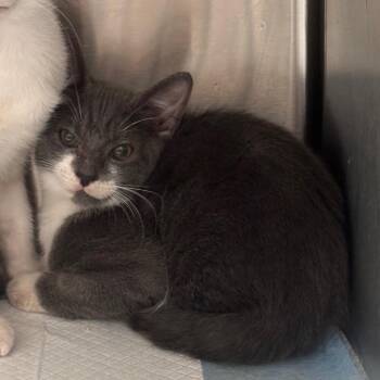 Fidget -  Domestic Short Hair Cat for Adoption in Clearwater, Florida - Fidget | PetCurious