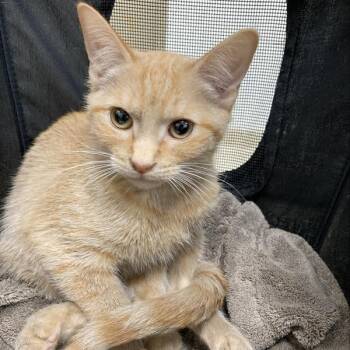 Belize -  Domestic Short Hair Cat for Adoption in Prince Frederick, Maryland - Belize | PetCurious