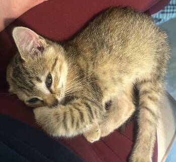 Ravioli -  Tabby and Domestic Short Hair Cat for Adoption in Buford, Georgia - Ravioli | PetCurious