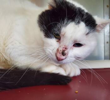 Rescue Domestic Short Hair Cats for Adoption in Zimmerman, Minnesota - Minx | PetCurious