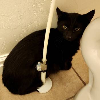 Rescue Domestic Short Hair Cats for Adoption in Grantsville, Utah - Mystery | PetCurious