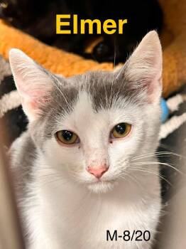 Elmer -  Domestic Short Hair Cat for Adoption in Loogootee, Indiana - Elmer | PetCurious