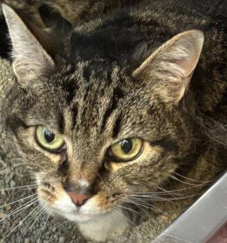 Domestic Short Hair Cats Available for Adoption - KAI | PetCurious