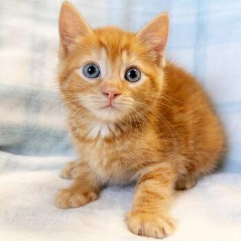 Mechamaru -  Domestic Short Hair Cat for Adoption in Mt. Juliet, Tennessee - Mechamaru | PetCurious