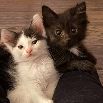 Black Widow -  Domestic Long Hair Cat for Adoption in Ferndale, Michigan - Black Widow | PetCurious
