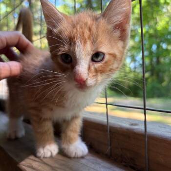 Cheese Curl -  Domestic Short Hair Cat for Adoption in Morristown, Vermont - Cheese Curl | PetCurious